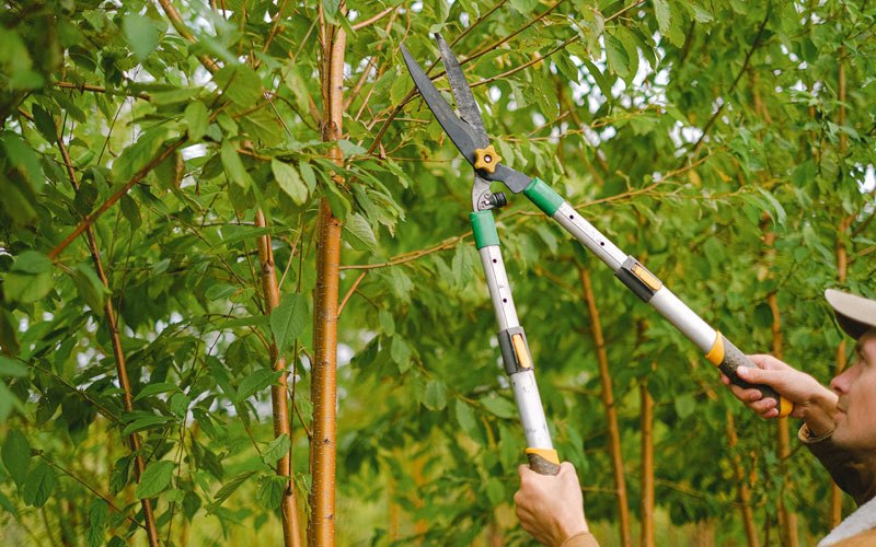 Tree trimming in Farmington, NY
